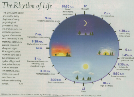 Circadian Rhythm Chart