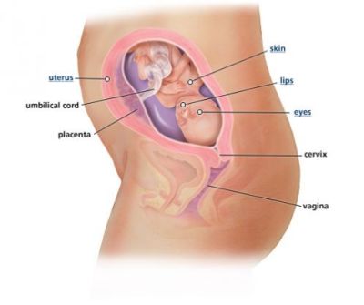 Fetus image at seven months of pregnancy