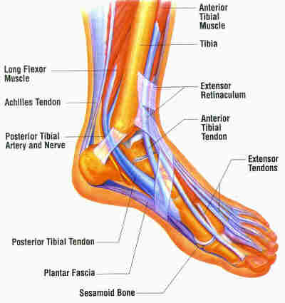 Foot Tendon Chart