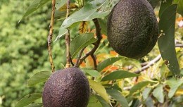 479px-Persea_americana_fruit_2