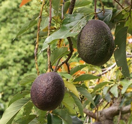 479px-Persea_americana_fruit_2