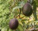479px-Persea_americana_fruit_2