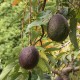479px-Persea_americana_fruit_2