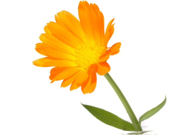 2655calendula