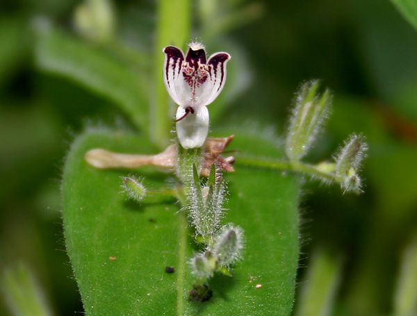 Andrographis_echioides_(False_Waterwillow)_W_IMG_1533