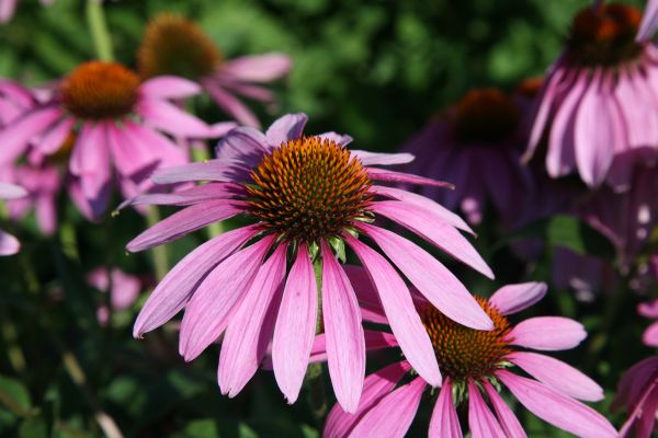 CH_Echinacea_purpurea