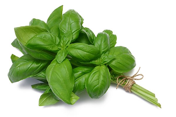 basil-bsp