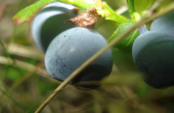 Bilberry