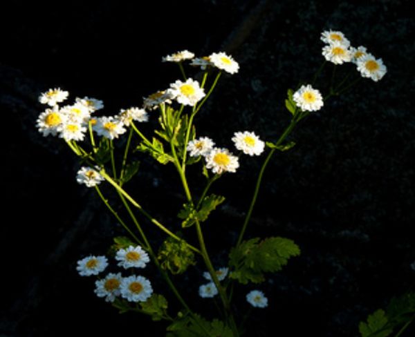 Feverfew