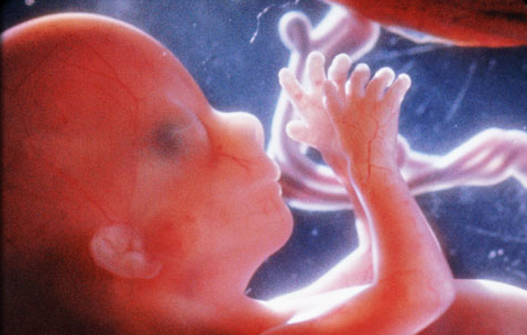 Fetus development in fourth month