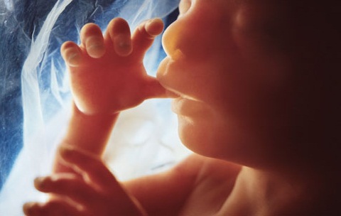 Fetus development in fifth month