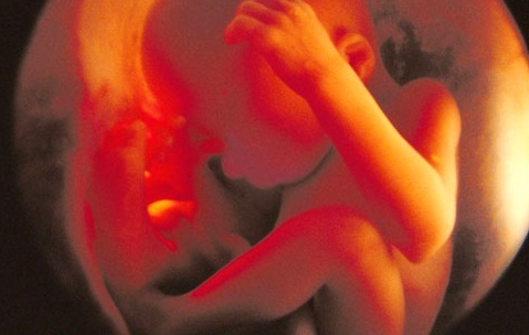 fetus development in sixth month