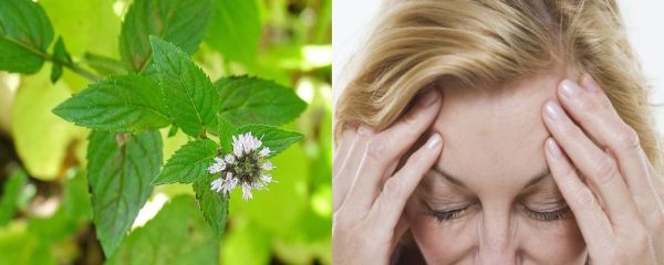 Peppermint oil for migraine