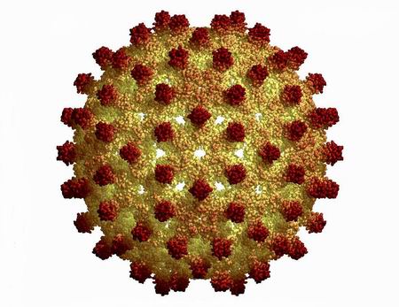 The Hepatitis A virus