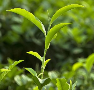 Tea Bud , Two leaf and tea a bud