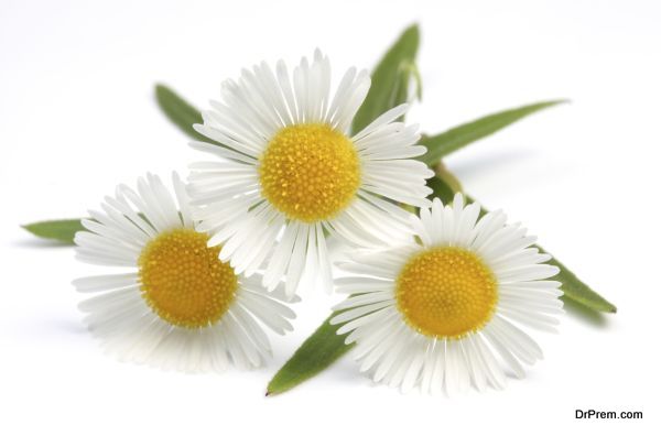 Chamomile