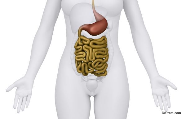 Female guts and stomach anatomy anterior view