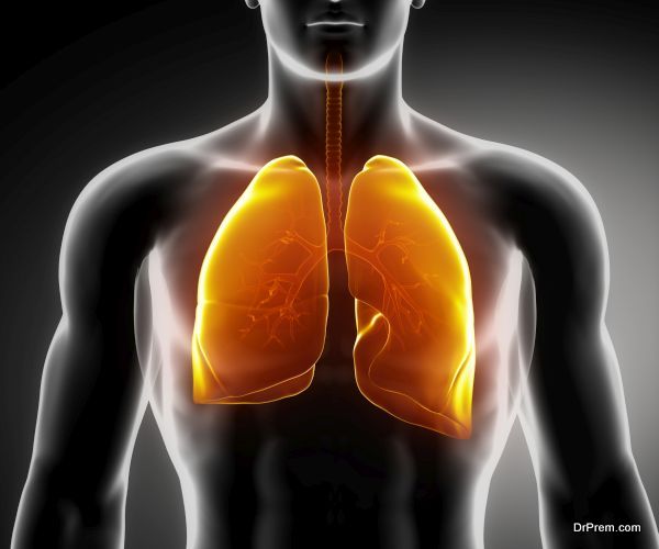 Male anatomy of human organs in x-ray view