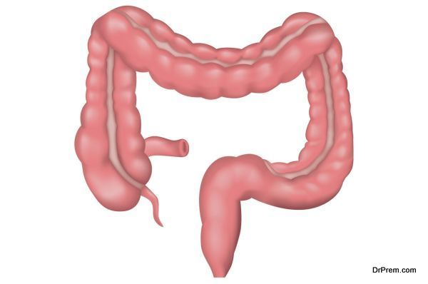 intestine-health