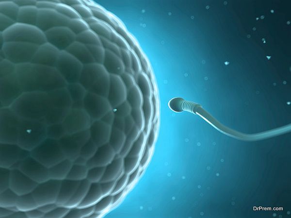 sperm and egg cell