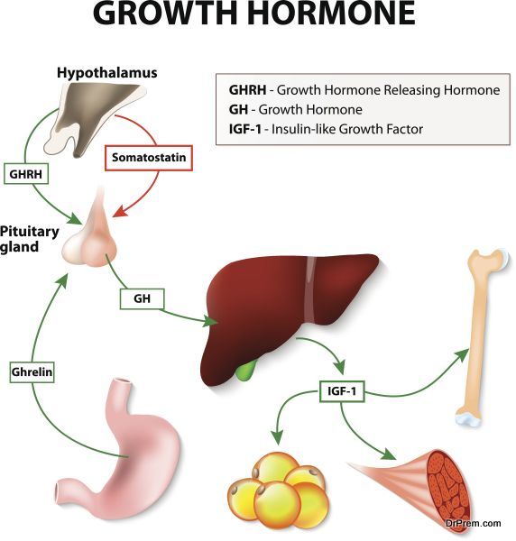 Human Growth Hormone