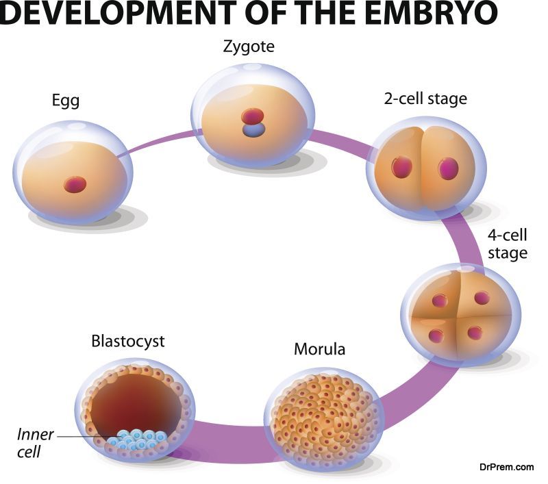development of the human embryo