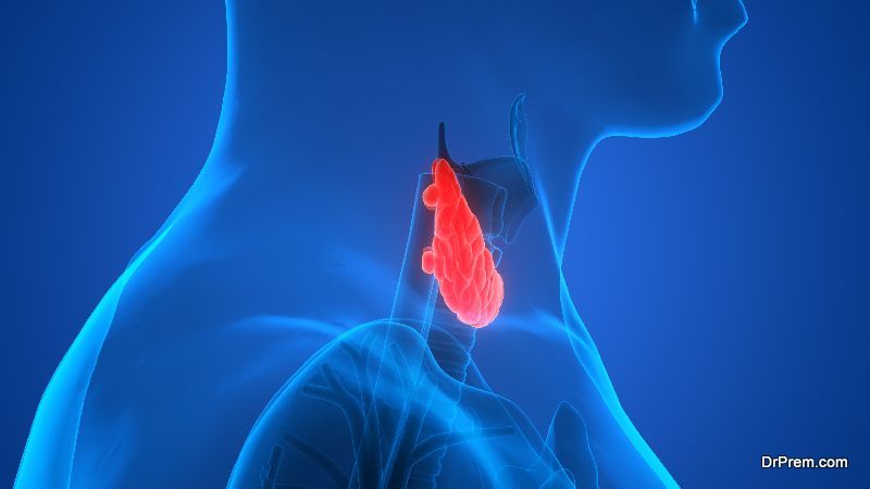 thyroid gland