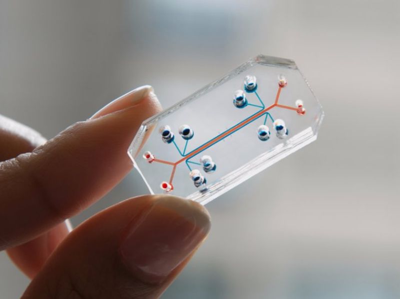 Organs on chips