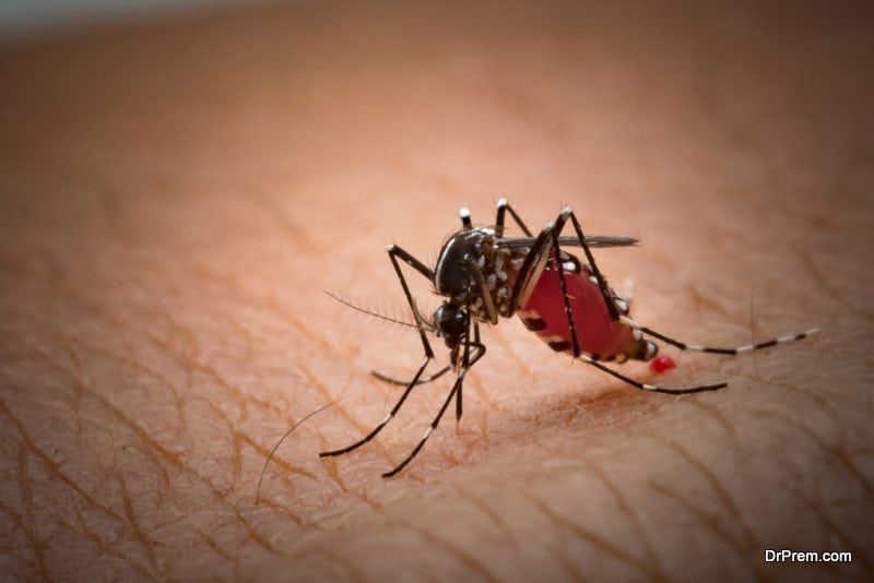 Understanding infected mosquito bite symptoms and its effective management