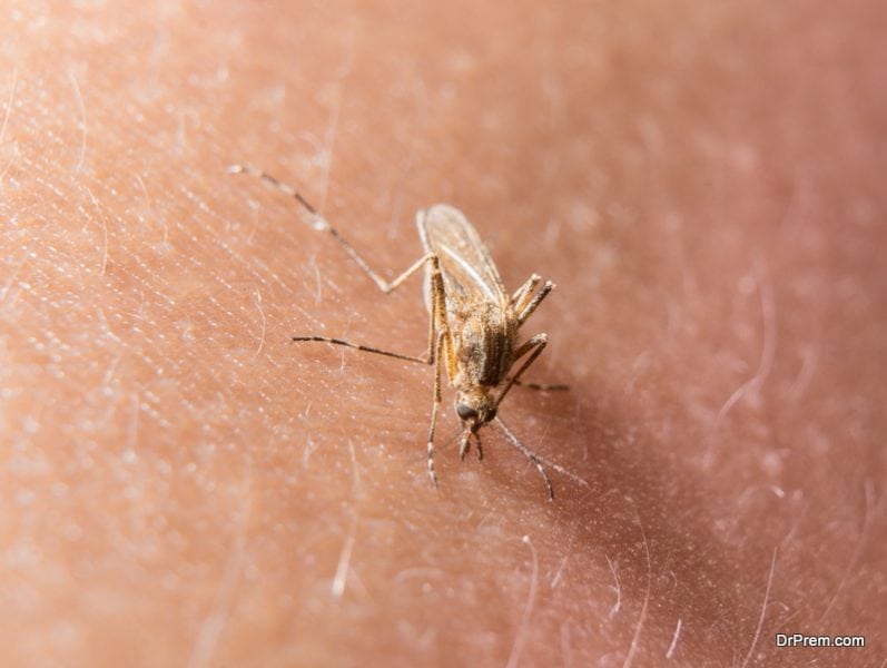 West Nile Virus Bite