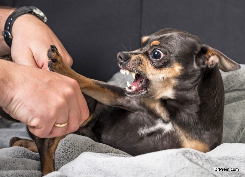 bad-dog-behaviors