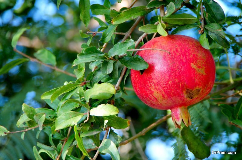 Pomegranate juice is your magic drink