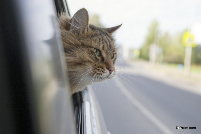 Travelling-By-Car-with-A-Cat