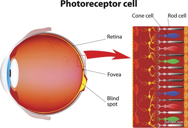 Permanent cure for blindness may not be far away Here’s why