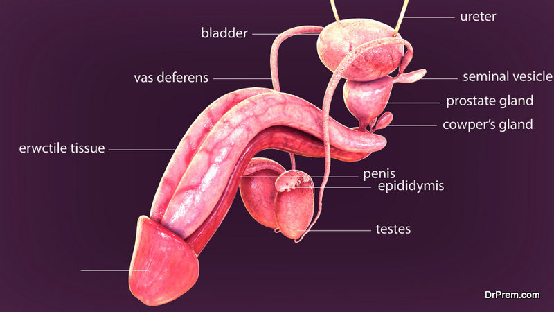 Prostate Cancer