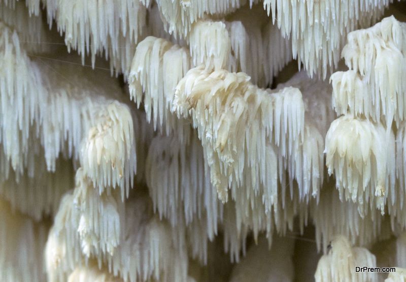 Lion’s mane is a wild edible and medicinal mushroom