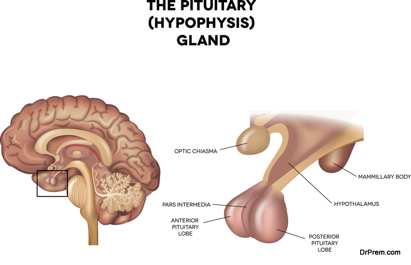 Pituitary gland, hypophysis