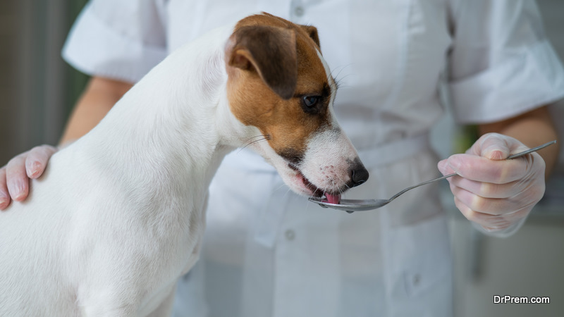 A Pet Owner’s Guide to Safe Antibiotic Use for Dogs and Cats